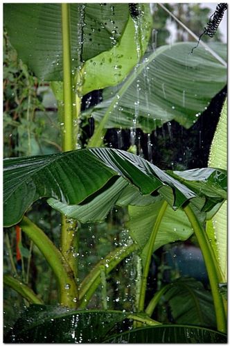 夜听《雨打芭蕉》