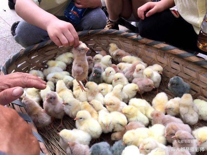这个小朋友和小鸡娃玩的方式有点"特别",用手揪着小鸡娃的脑袋就提了