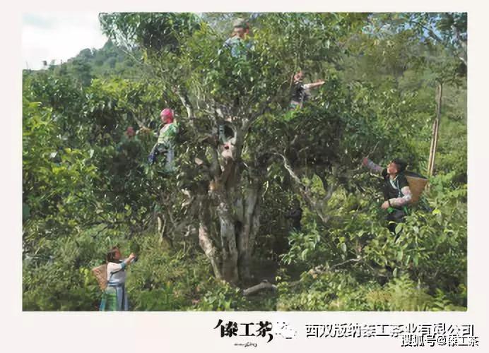 傣工茶 普洱茶生产工艺