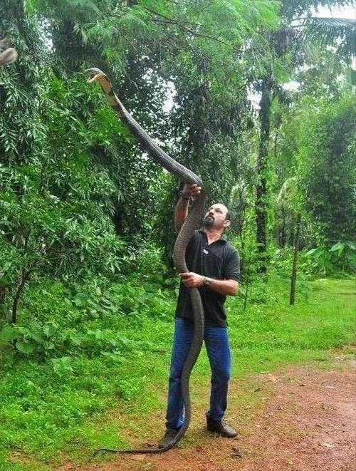 它的行事风格,它的处世方式都与其他蛇类大不相同,它就是蛇王——眼镜