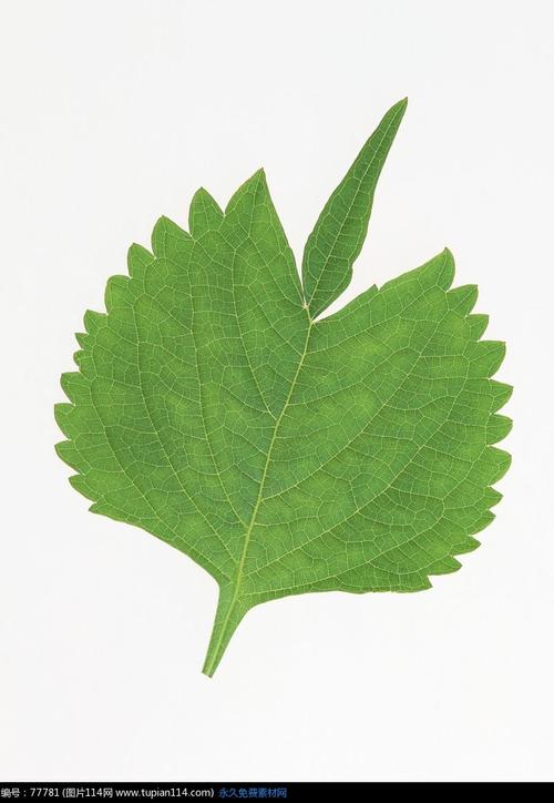 绿色的树叶摄影图片31,花草树木图片,花草图片大全
