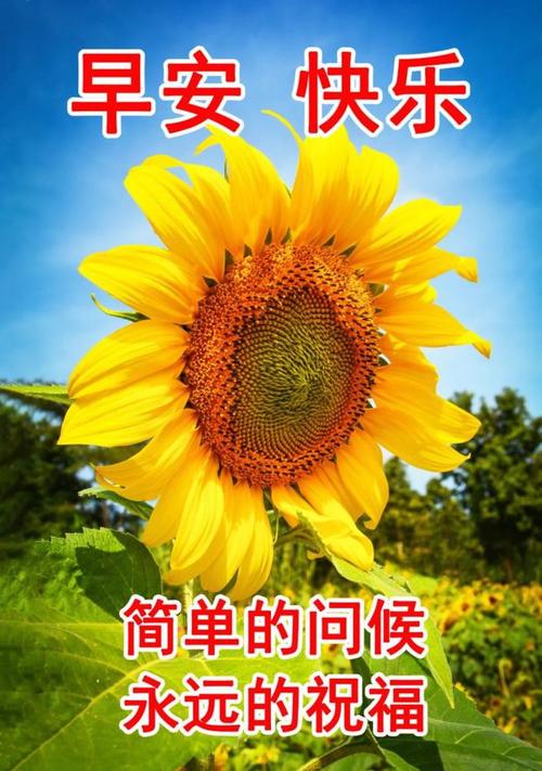 漂亮的免打字早安问候语图片温馨的早安祝福带字精选