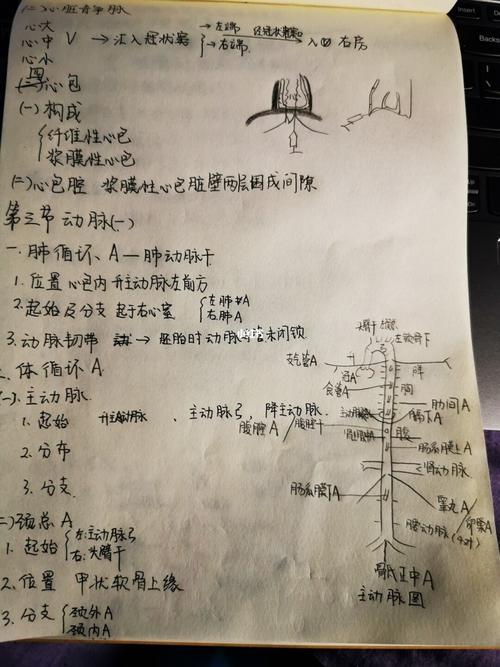 系统解剖学 脉管系统(一)
