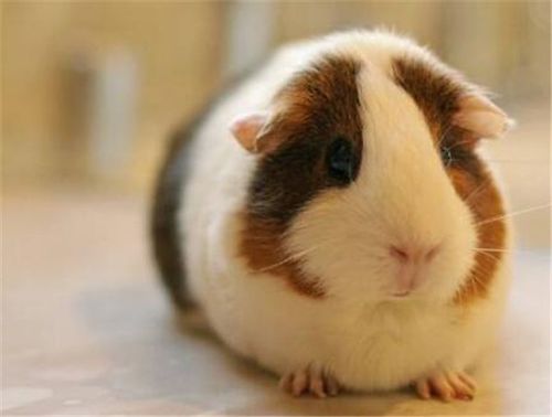 荷兰猪叫声特点荷兰猪能长多大