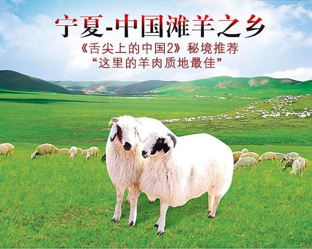 臻味居‖宁夏盐池滩羊肉 好吃不膻的中国好羊肉