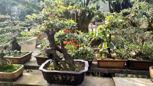 走进华中最大盆景交易市场――高家堰盆景园