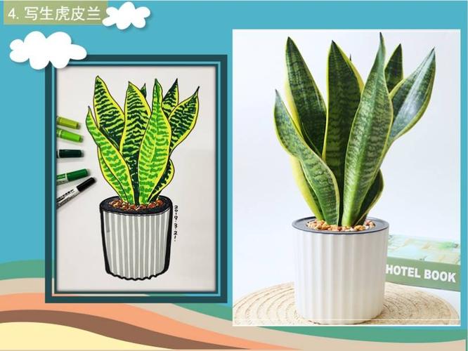 a绘画～蹈6课:写生虎皮兰