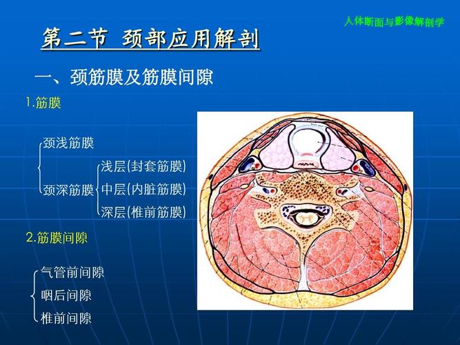 颈部断面与影像解剖