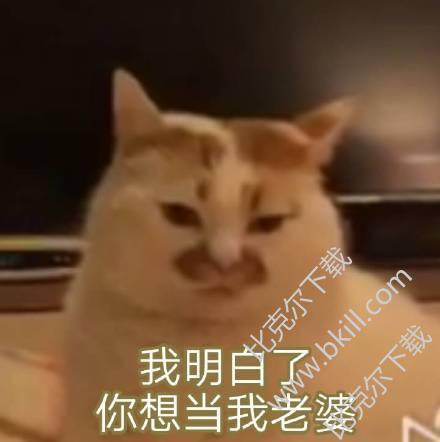 猫咪我明白了你想当我老婆表情包 11枚高清版 免费版
