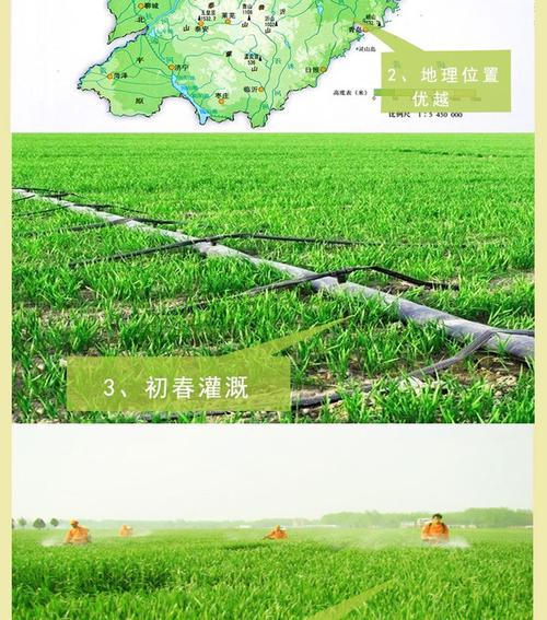 山东富硒黑小麦种子烘焙面粉全麦粉麦仁麦片保健食品厂家批发
