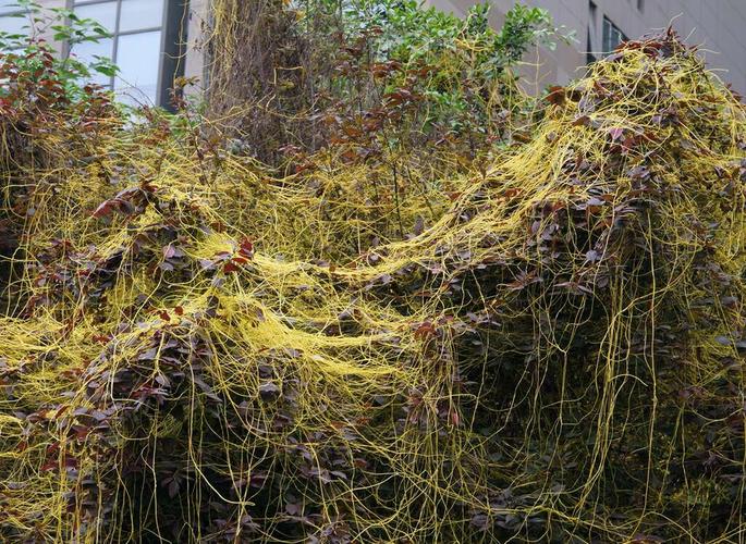 奇特寄生植物"金丝藤"
