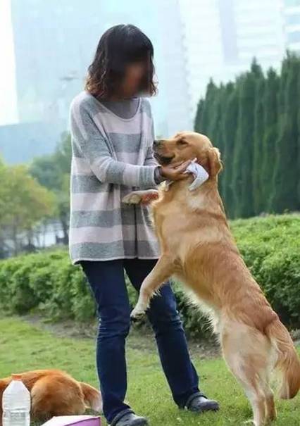 但是狗狗扑人对于人来说还是一个困扰,小型狗还没什么,一只大型狗扑上