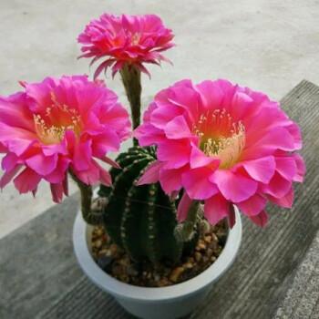 实生开花仙人球毛花柱彩草飞碟丽花卉盆栽大花品种仙人球盆栽开花