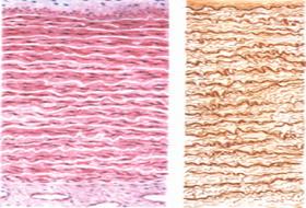 大动脉横切面              微血管(肠系膜装片)三,绘图作业1.