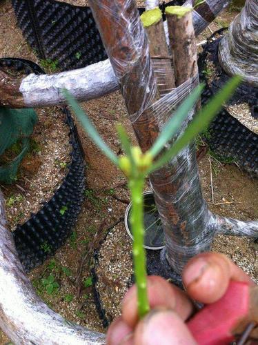 图解 嫁接3个月长势良好的罗汉松下山桩