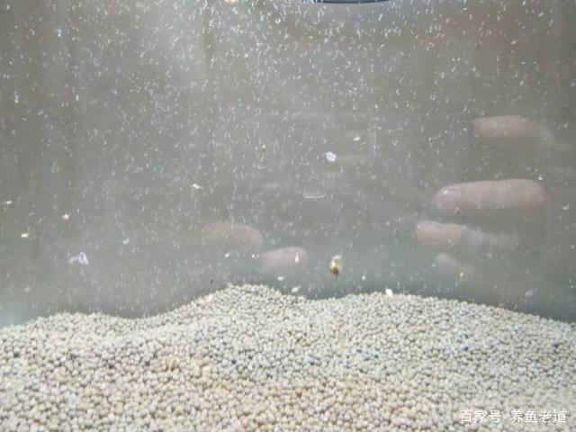 鱼缸的缸壁上发现了22块囊螺卵,这是要爆螺的节奏,怎么办?