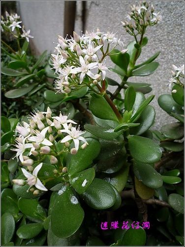 蒋老师,确认开花的是燕子掌