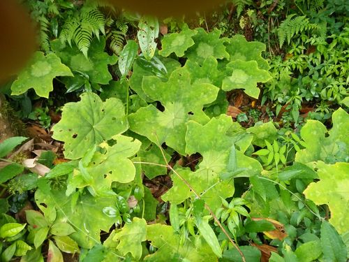 其它 瑶山之宝 鸡脚莲 黄花倒水莲 春根腾 补肝肾 黄精