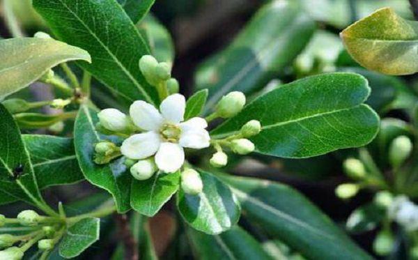 海桐几月开花?海桐花期是几月份?