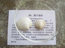 薄片镜蛤