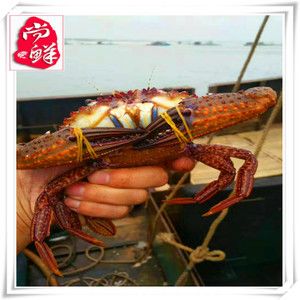 【尚鲜】福建东山岛鲜活海鲜 黑蟹 虎蟹 黑将军蟹 水产经销