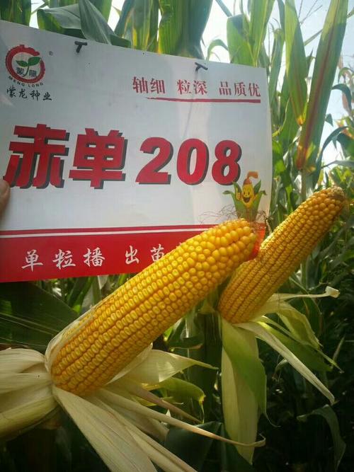 赤单208玉米品种在兴安盟突泉县表现优秀,得到了农户和经销商的一致