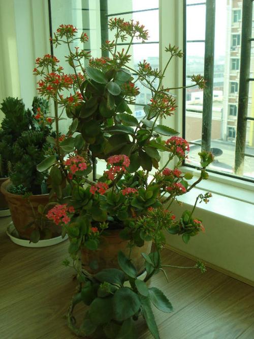 长寿花的养殖方法移栽