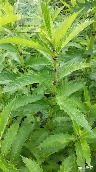 泽兰,见过吗?活血化瘀.治妇女经闭,痛经