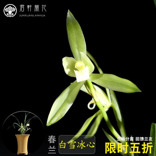 白雪冰心阿里山素浓香春兰素花名贵盆栽花卉植物兰花苗带花苞兰草