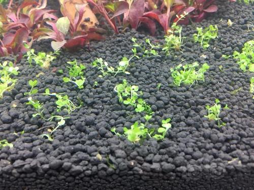 迷你矮珍珠和爬地是一种不