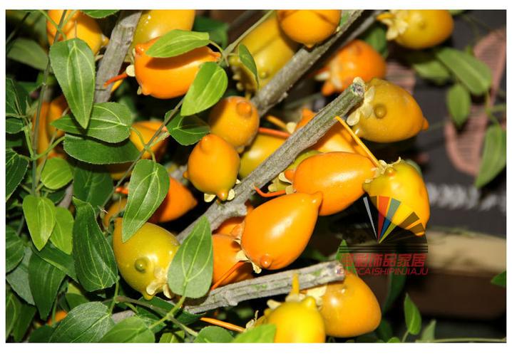 高仿真热带植物果子 牛奶果 落地摆放植