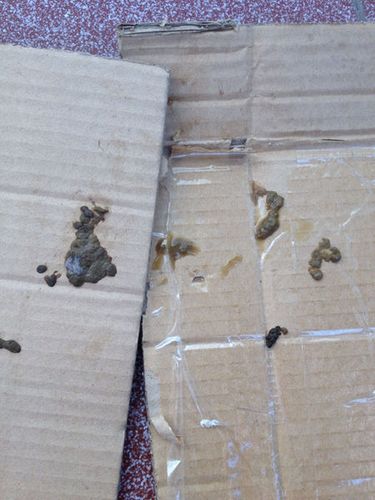 我的兔子大便成这样,怎么办?