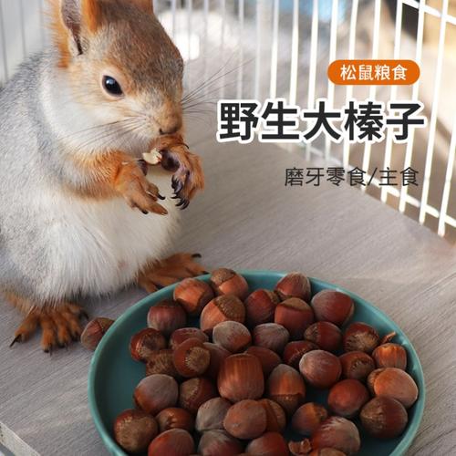 魔王松鼠粮食东北美国大榛子生的生榛子磨牙松鼠吃的坚果零食新鲜