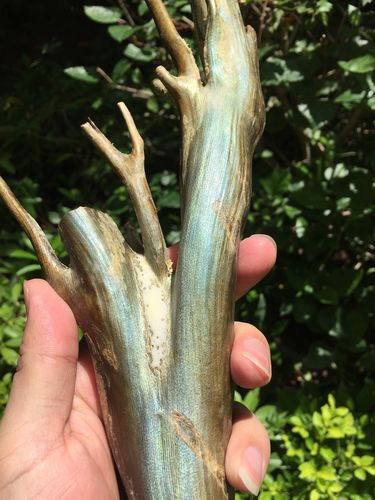 宝石级金珊瑚(非卖品)