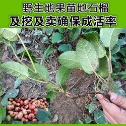 melissa-nail萌梨莎美甲制作