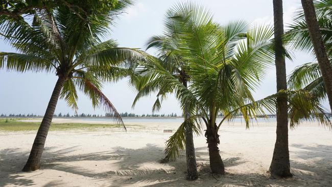 海韵椰风,海南文昌东郊椰林
