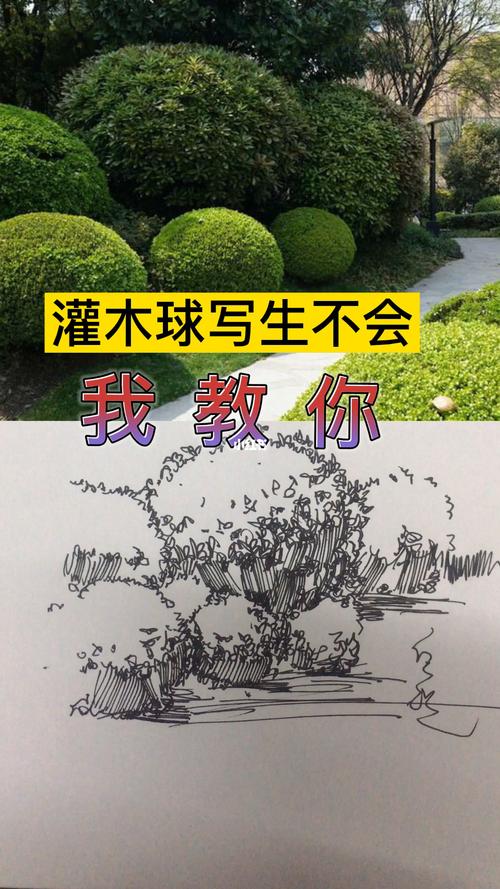 灌木丛写生_速写_风景_时代幸汇攻略_风景速写_文化