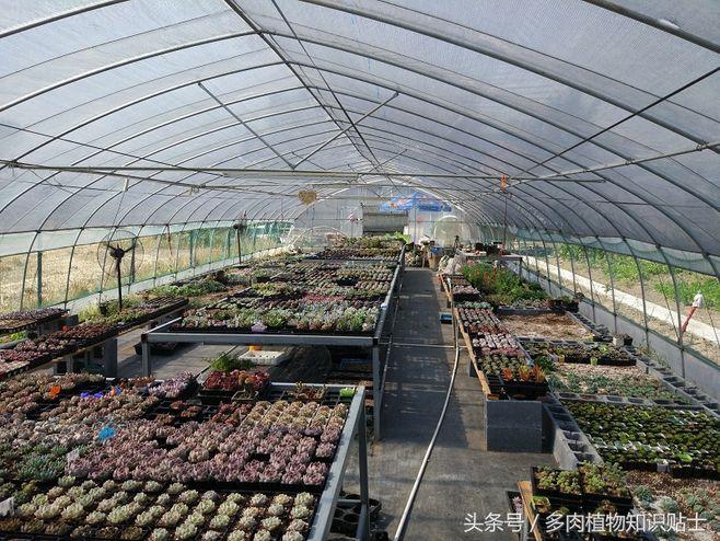从玻璃花房到大棚,多肉植物大棚主的蜕变