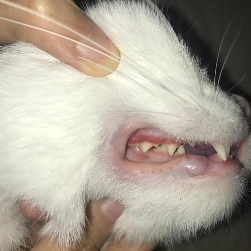 【讨论】我的猫是不是口腔溃疡了?