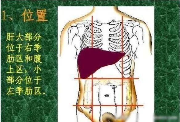 胃疼和肝疼对照图片看看你的肝和胃分别在哪里