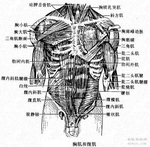 大量图片让你认识自己的骨骼肌