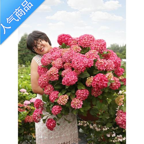 yicheng 塞尔玛大花绣球八仙花庭院阳台耐阴花卉植物盆栽苗 参数