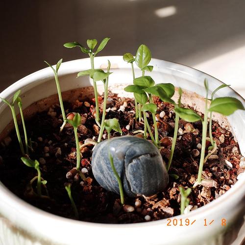 植物种植笔记