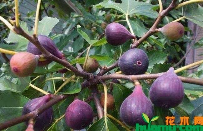 紫无花果苗多少钱一棵