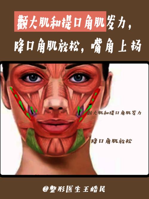 降口角肌是让嘴角下垂的力量来源,而颧大肌和提口角肌则使得嘴角上扬.