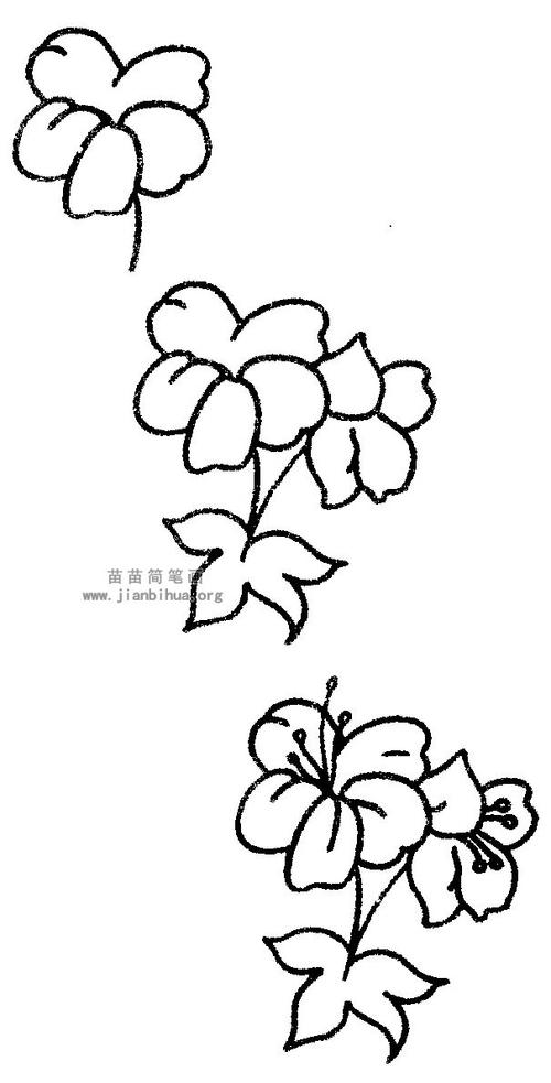 凤仙花简笔画图片与知识-儿童简笔画大全