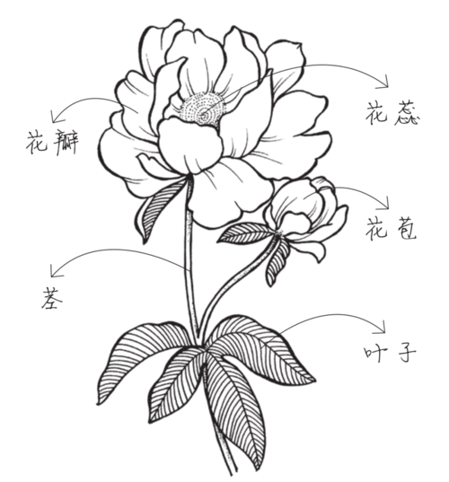 用01号针管笔画花蕊.