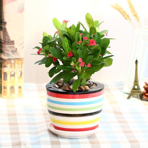 办公室内净化空气绿植防辐射植物盆景盆栽  店铺名称:温馨满屋旗舰店