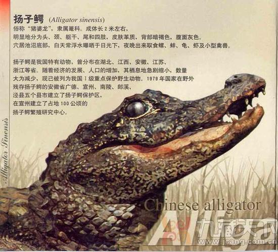 中国珍稀动物扬子鳄