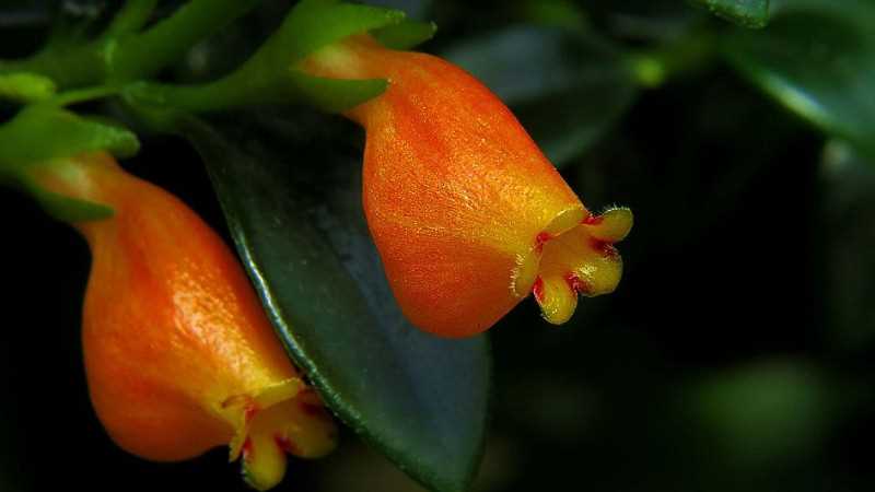 小金鱼花怎么养开花